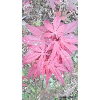 红豆杉