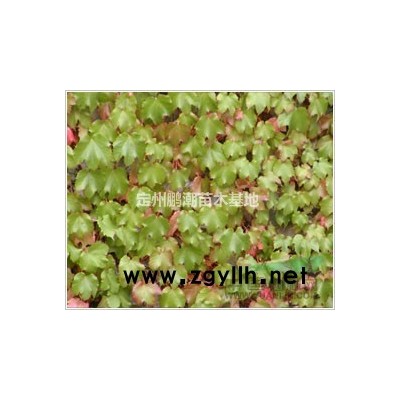 爬山虎/金银木/红瑞木/红叶小檗/丁香/北美海棠