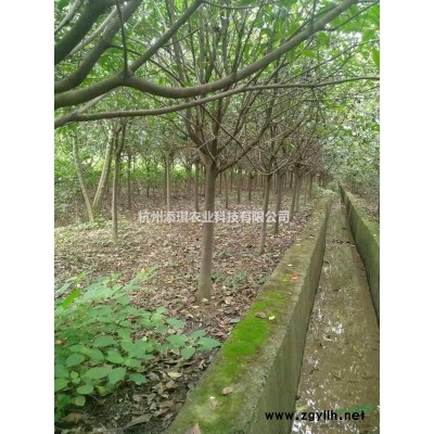 5-8公分红叶石楠树低价出售