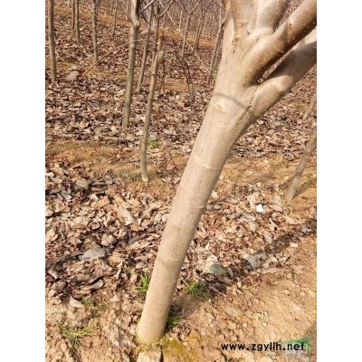 供应红宝石海棠4/8公分