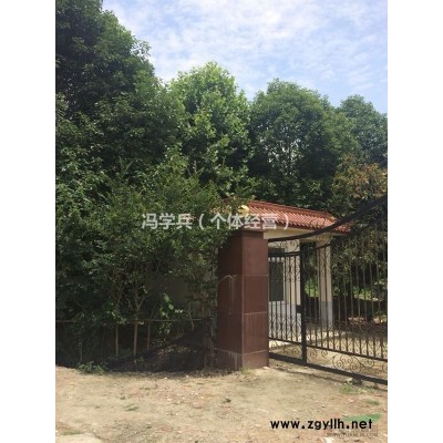 出售银杏，广玉兰，黄桷树，紫薇，金弹子树，桂花等各种树木