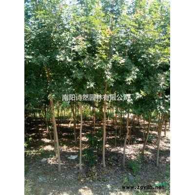 河南王琰大量供应3公分元宝枫