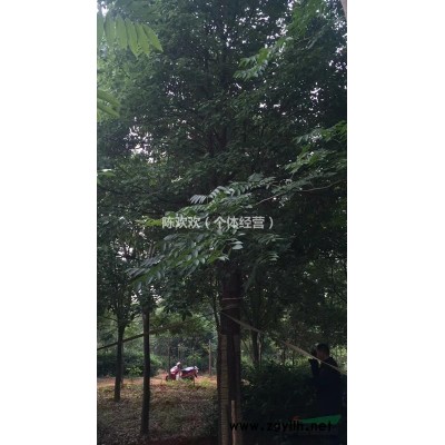 20-25公分香樟大批量供应