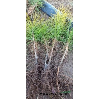 出售樟子松树苗