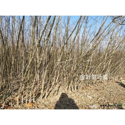 新郑地区供应10-20黄栌