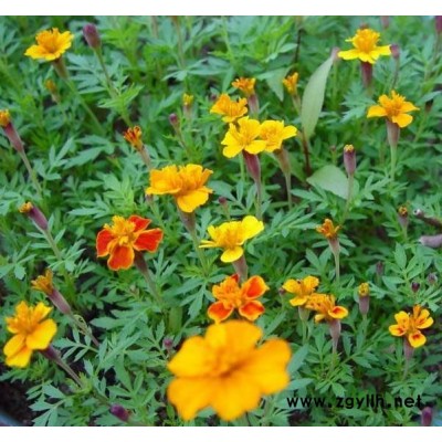 江苏地区供应3、4公分朴树,6、7、8、9、10公分垂柳