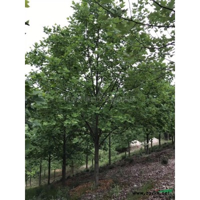 江苏南京 红叶石楠球