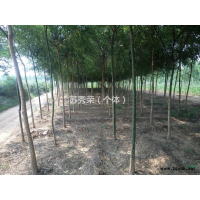 农村个人种植优质国槐，丝棉木，欢迎选购