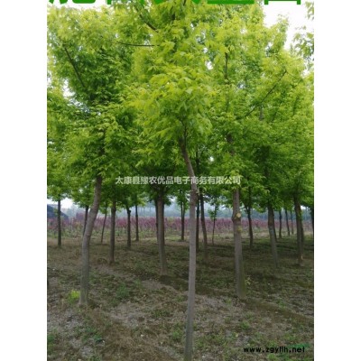 8公分丝棉木价格 9公分丝棉木报价