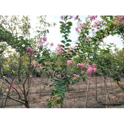 绍兴红叶石楠、茶梅、龟甲冬青、金边黄杨