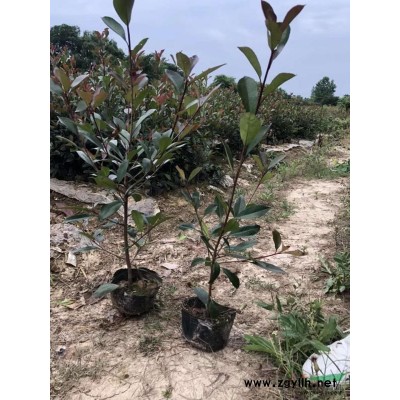 供应朴树、榉树、雪松、红叶石楠