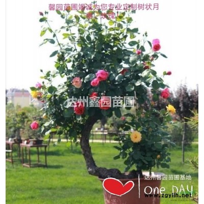 金弹子（达州市鑫园苗圃供应大型金弹子）