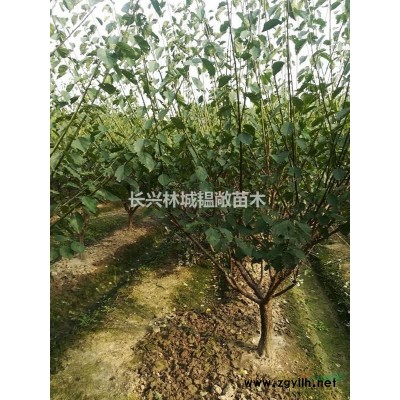 华东，华南，地区供应红梅苗