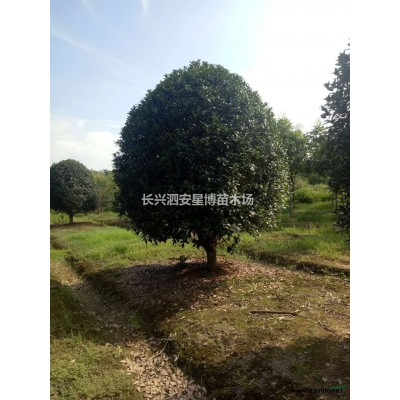 浙江移栽精品单杆朴树哪里好/哪家便宜