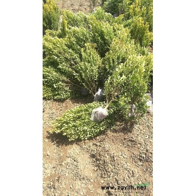 大叶黄杨 ，小叶黄杨，卫矛，