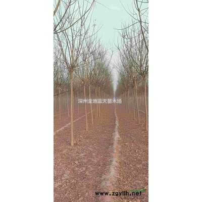 河北 衡水 金叶女贞 大量供应