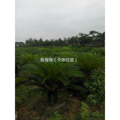 铁树，盆苗地苗袋苗各规模铁树价格优惠