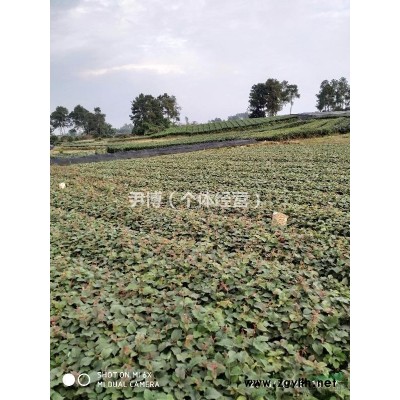 四川成都大量供应猕猴桃直生苗，茶苗