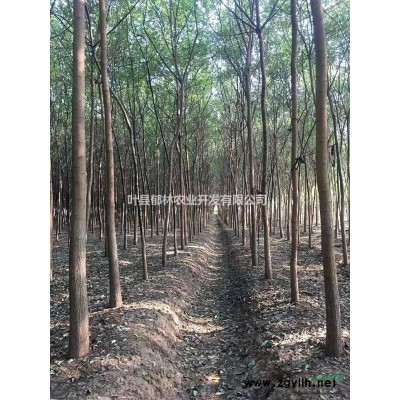 河南大量供应北美海棠，美国红枫