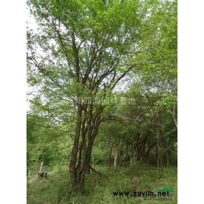 国槐40公分全冠