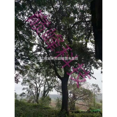 金桂p，丹桂p，八月桂p