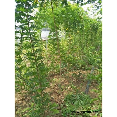 大小规格紫藤，凌霄