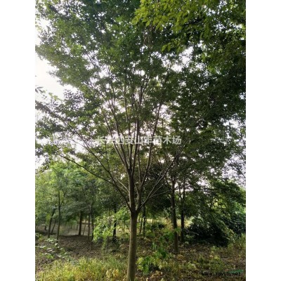 浙江长兴长期供应10-20cm精品乌桕