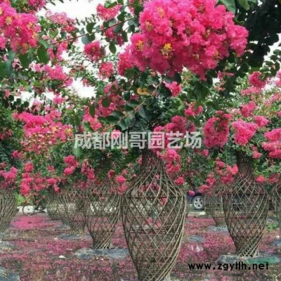 出售紫薇花瓶2米高度