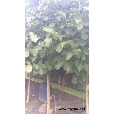 杭州市附近红玉兰5厘米左右