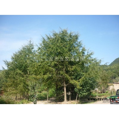 大量供应染井吉野樱花