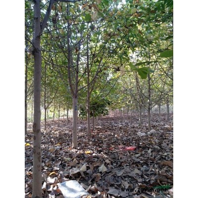 河南省南阳供应8一10的玉兰