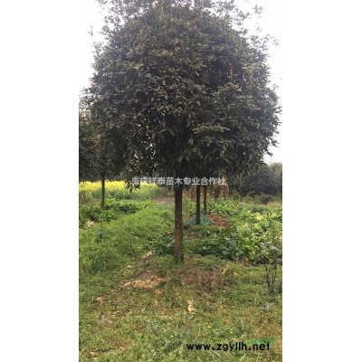 桂花（丹桂）6-10cm