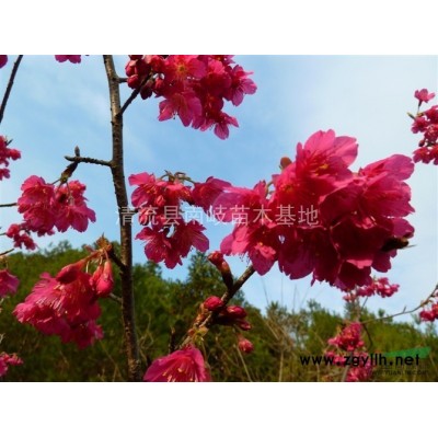 北美冬青多少钱一棵