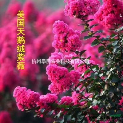 浙江800亩5-12公分美国紫薇 三红紫薇工程树苗 绿化苗木