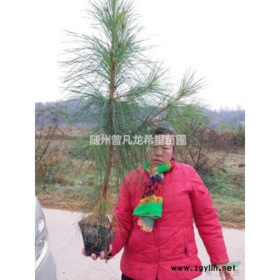 湖北50-80公分湿地松苗供应