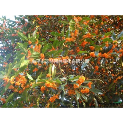 长期大量供应大小福建山樱花树苗