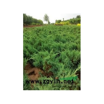 自家种植沙地柏质量有保证，数量有保证！量大优惠哦！
