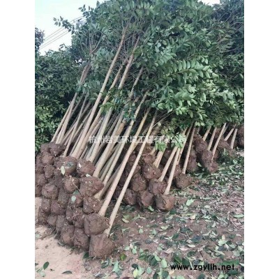 需要大叶女贞和红叶石楠的可以联系我 精品工程都有