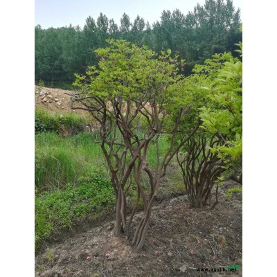 映山红，5_10公分野生映山红大量供应