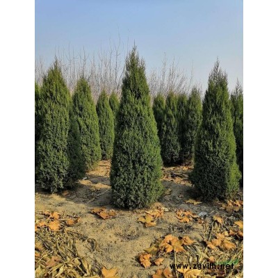 望都塔桧苗木专业合作社直销