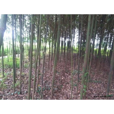 金桂  银桂 丹桂  四季桂