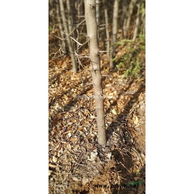 抗旱抗冻皂角树苗