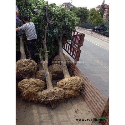 萧山金叶络石（花叶络石）盆栽苗种植基地-金叶络石图片报价图2