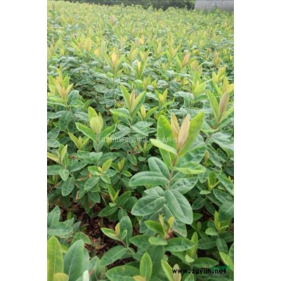 萧山金叶络石（花叶络石）盆栽苗种植基地-金叶络石图片报价图3