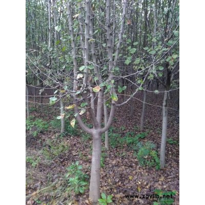 由于拆迁，大量出售2---4公分垂丝海棠，价格优惠