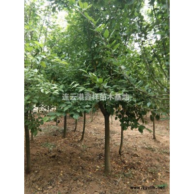 5-10公分甜茶海棠