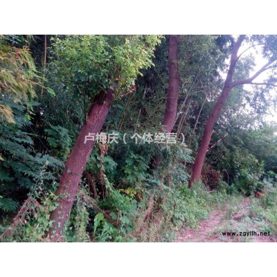 18~20公分自种香樟树10棵出售