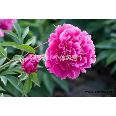 4-8公分移栽香樟