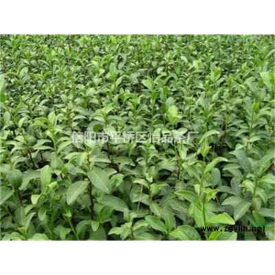 茶树苗、绿化茶苗、茶叶苗、四季常青、秋季开花