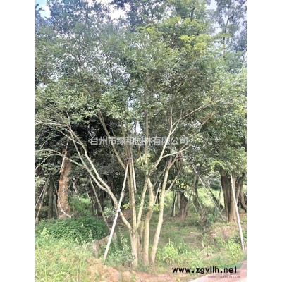 浙江台州大量供应茶梅球120-140-160-180